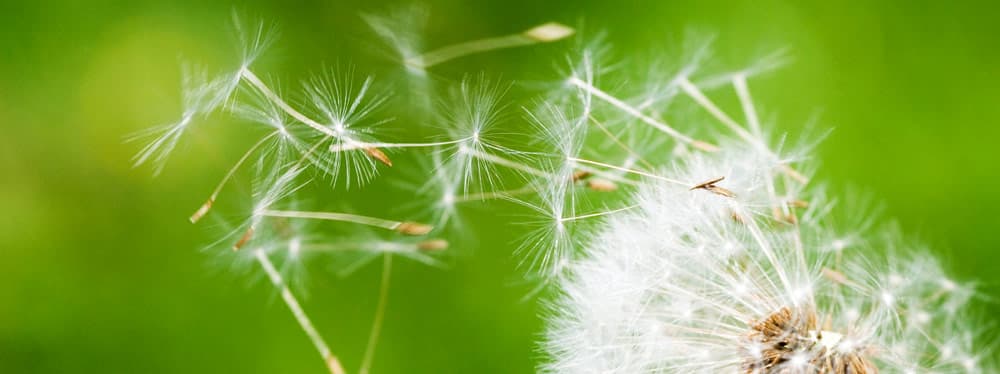 Allergologie